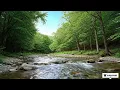 Download Lagu Relaxing Nature Sounds with Flowing Water \u0026 Birds Chirping