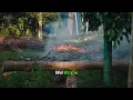 Professional Fire Hazard Clearance Bruno Ferazza Tree Service