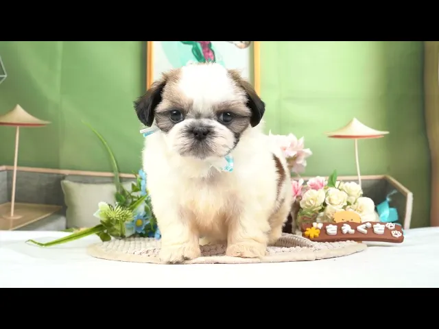 動画