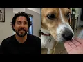 How Dogs Recognize a Bad Person: 12 Silent Signs