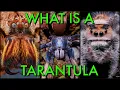 What s the DIFFERENCE Between Tarantulas Spiders