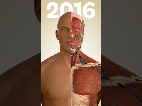 What if anatomy finally made sense?