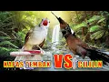Download Lagu MASTERAN SUARA Burung KAPAS TEMBAK VS CILILIN Tembakan Pedas Mantab