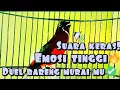 Lagu TERCEPAT🔥 PANCINGAN murai batu gacor EMOSI🔥✅ POWER FULL pasti CEPAT RESPON!