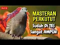 Download Lagu Masteran Perkutut Lokal, Suara Pancingan Perkutut TERUJi AMPUH Segala Jenis Perkutut Jadi GACOR !!