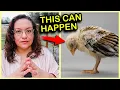 What You Aren t Being Told About Medicated Chick Feed
