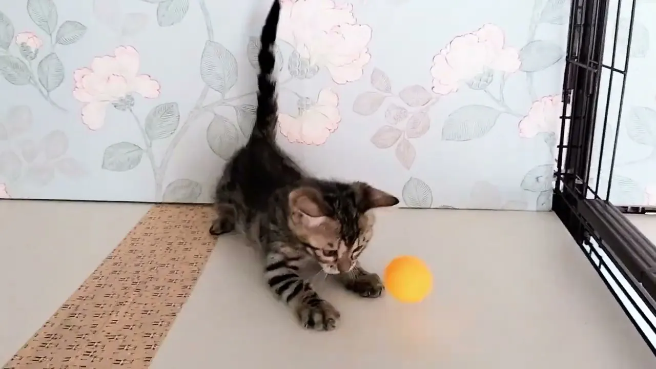 動画