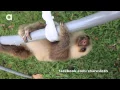 Sloth Squeak 2 - An Adorable Selection of Squeaky Sloths