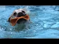 Download Lagu ADORABLE! Underwater Dogs In Slow Motion! | BBC Earth Explore