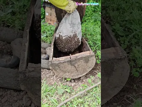 Ecological beekeeping | Professional collection and domestication of wild bee swarms