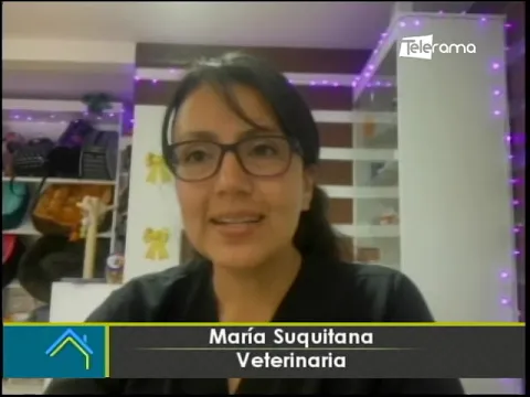 ¿Cómo evitar que las mascotas destruyan los árboles y adornos de navidad?