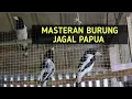 MASTERAN BURUNG JAGAL PAPUA