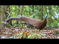 SUARA PIKAT KUAU RAJA,SUARA ASLI HUTAN!!!#suarapikatampuh #Kuauraja#burunglangkah