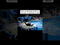 Lagu Orca lands on concrete at SeaWorld