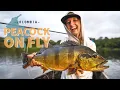 Lagu Peacock and Payara heaven - Fish Colombia