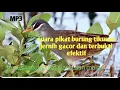 Download Lagu Suara pikat burung tikusan, MP3 sangat bersih dan jernih,, sudah terbukti ampuh
