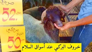 أثمنة خروف العيد      عند أسواق السلام الرباط   صور خروف بركي تمحضيت وليست أثمنة الحولي الصردي صور دندنها