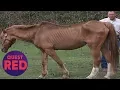 Houston SPCA Rescues 5 Emaciated Horses Animal Cops Houston