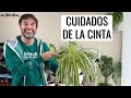 Lagu CUIDADOS DE LA CINTA o PLANTA \