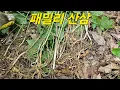 Download Lagu 패밀리 산삼! 감탄사 연발!! Herbs that even doctors like!