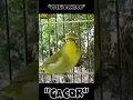 Download Lagu PLECI LOMBOK GACOR😲😲😲 #shorts
