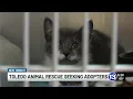 Toledo Animal Rescue seeking adopters