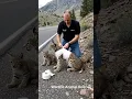 Download Lagu A kind-hearted man helped a bobcat by the road #animals