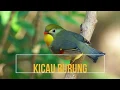 Download Lagu AUDIO - Kicau Burung ROBIN, Durasi Panjang untuk MASTERAN dan LATIHAN KOMPETISI