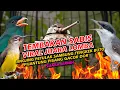 Lagu MASTERAN BURUNG LOMBAHAN VIRAL 2025! JINGJING PETULAK SAMBUNG TENGKEK BUTO DAN PIJANTUNG PISANG