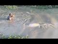 Download Lagu Fishing with Chicken for 55KG Giant Arapaima Fish