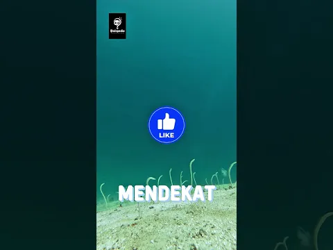 hewan aneh yang menari di dasar laut.