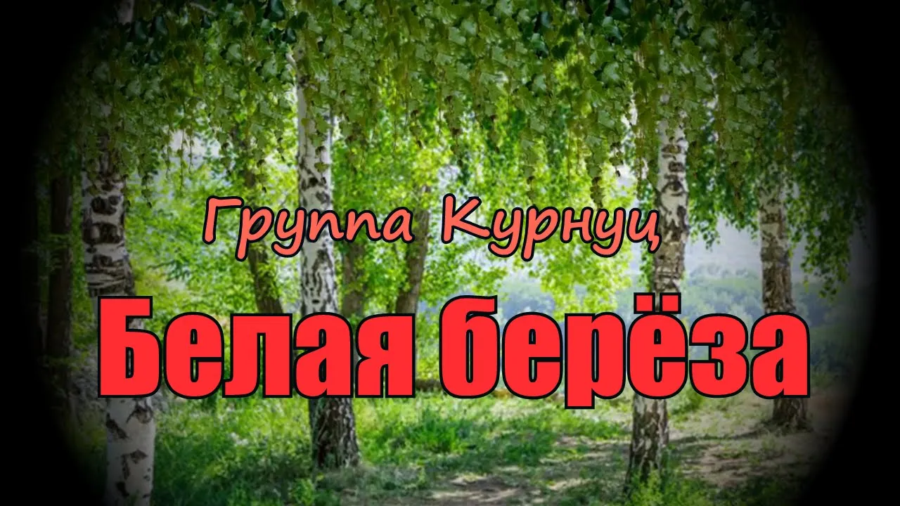 Березка mp3. Группа Курнуц белая. Курнуц белая берёза. Гр Курнуц белая береза. Formatia curnut группа Курнуц.