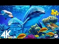 Lagu [NEW] 11HRS Stunning 4K Underwater Wonders - Relaxing Music | Coral Reefs, Fish \u0026 Colorful Sea Life