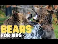 Bears for Kids Learn all about these honey-loving mammals