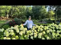 Download Lagu It's Hydrangea Season \u0026 We're Having a Sale