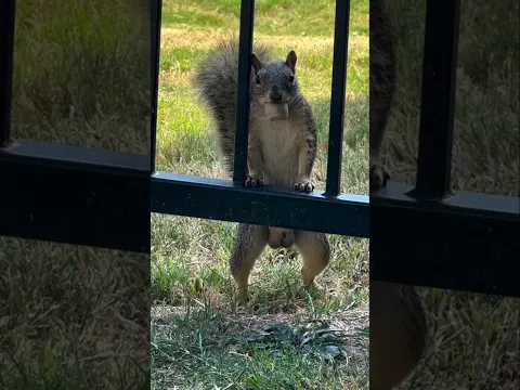 Why Do Squirrels Steal Bird Food 😳