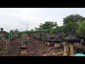 Lagu Cek harga Bonsai di Pemula Tuban Jatim,,0857 3333 6888