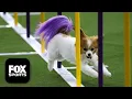 2026 Masters Agility Championship FULL Competition Westminster Dog Show