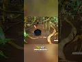 Download Lagu This bird did an outstanding dance performance to impress female😱