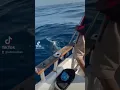 Download Lagu watamu kenya fishing shark