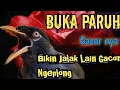 Jalak kebo jantan gacor | masteran jalak paling di cari pancingan jalak paling ampuh