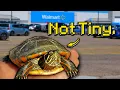 I Found a Tiny Turtle in a Walmart Parking Lot Part 2