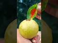 Download Lagu Pittige Guava Masala 🤤#shorts #food #masala #guava #guavarecipe #trending #youtubeshorts