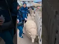 Download Lagu Kambing biri biri gemuk #shorts #subscribe #travel #funnyshorts #support #funny #challenge