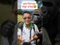 bukan sembarang gorila#shorts