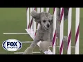 Pre the Poodle hightails it to victory to win the 12-inch class FOX SPORTS