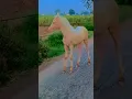 Download Lagu || 2 Ghode || Horse Shorts Feed || #shortviral #shortfeed