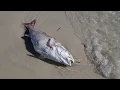 Red Tide at Panama City Beach on Sept 15 2018