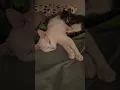 Adoptable Kittens in Rock Hill Find them on Petfinder