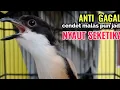 Download Lagu Suara Cendet Gacor Toet toet Efektif Anti Gagal Bikin Cendet Malas pun Langsung Nyaut Bunyi Seketika